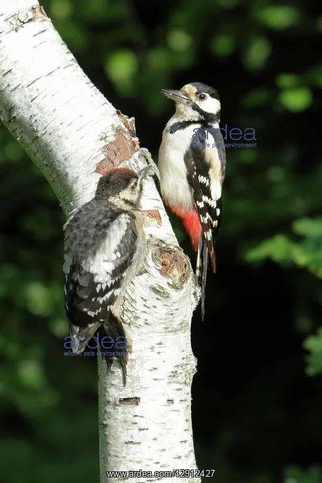 : Great Spotted Woodpecker - with juvenile bird - : Great Spotted Woodpecker - with juvenile bird -