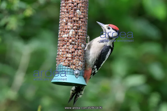 : Great Spotted Woodpecker - juvenile at bird feeder : Great Spotted Woodpecker - juvenile at bird feeder