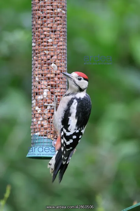 : Great Spotted Woodpecker - juvenile at bird feeder : Great Spotted Woodpecker - juvenile at bird feeder