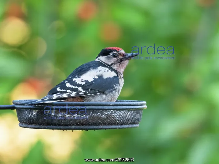: Great Spotted Woodpecker - juvenile bird sitting : Great Spotted Woodpecker - juvenile bird sitting