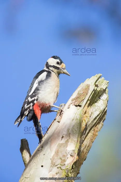 : Great Spotted Woodpecker male : Great Spotted Woodpecker male