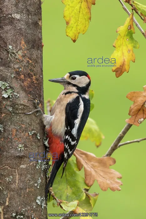 : Great Spotted Woodpecker - Male - Autumn - Cornwall : Great Spotted Woodpecker - Male - Autumn - Cornwall