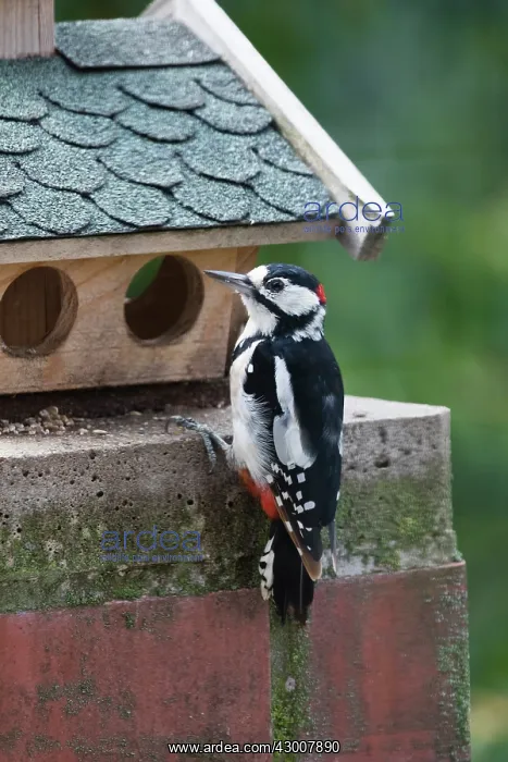 : Great Spotted Woodpecker, male at bird table, Hessen : Great Spotted Woodpecker, male at bird table, Hessen