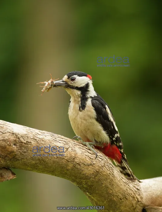 : Great Spotted Woodpecker male with Cockchafer (Melolontha : Great Spotted Woodpecker male with Cockchafer (Melolontha