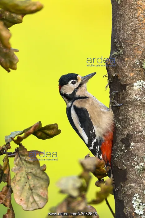 : Great Spotted Woodpecker - Male - Cornwall - UK : Great Spotted Woodpecker - Male - Cornwall - UK