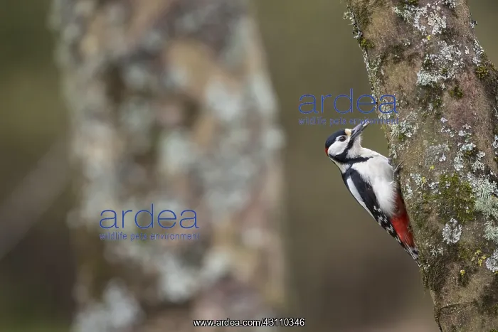 : Great Spotted Woodpecker - Male - Cornwall - UK : Great Spotted Woodpecker - Male - Cornwall - UK