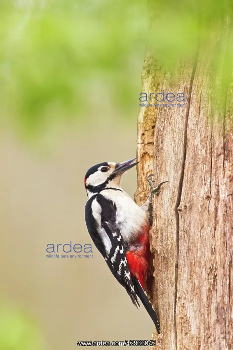 : Great-spotted Woodpecker - male feeding : Great-spotted Woodpecker - male feeding