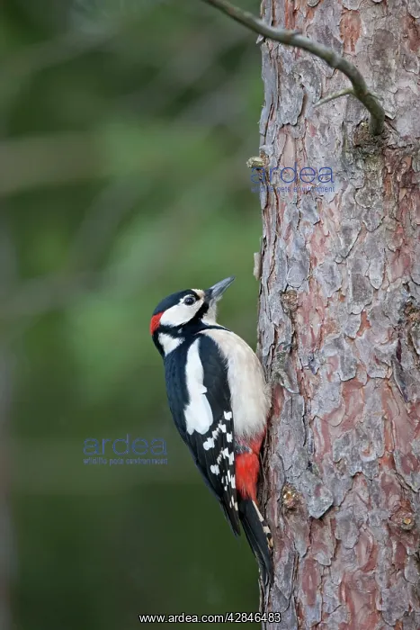 : Great Spotted Woodpecker - male on pine tree : Great Spotted Woodpecker - male on pine tree