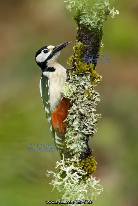 : Great Spotted Woodpecker - male on tree branch - : Great Spotted Woodpecker - male on tree branch -