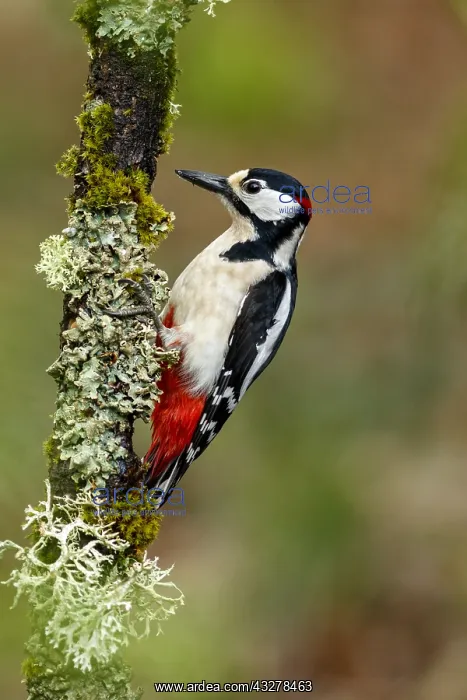 : Great Spotted Woodpecker - male on tree branch - : Great Spotted Woodpecker - male on tree branch -