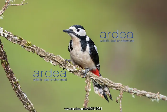  : Great Spotted Woodpecker - Male - UK
