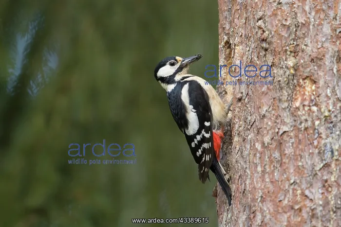 : Great Spotted Woodpecker nest female : Great Spotted Woodpecker nest female