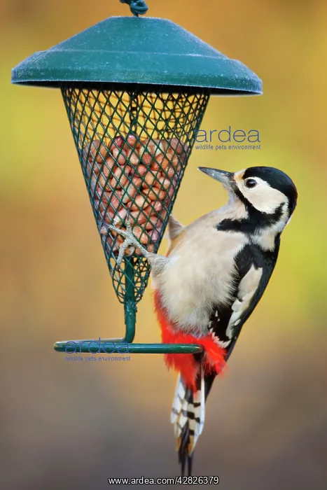 : Great Spotted Woodpecker - at peanut feeder : Great Spotted Woodpecker - at peanut feeder