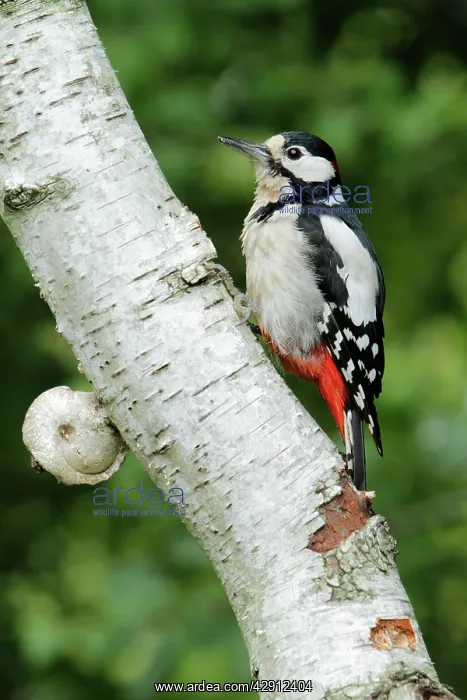 : Great Spotted Woodpecker - perched on birch tree stem : Great Spotted Woodpecker - perched on birch tree stem
