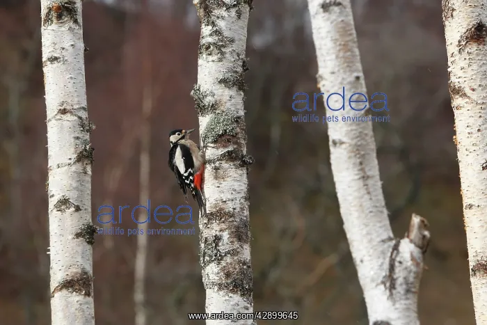 : Great Spotted Woodpecker - on silver birch tree trunk : Great Spotted Woodpecker - on silver birch tree trunk