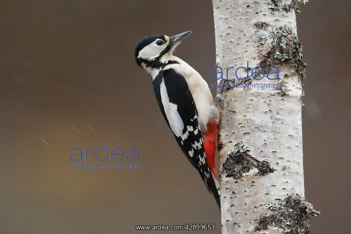 : Great Spotted Woodpecker - on silver birch tree trunk : Great Spotted Woodpecker - on silver birch tree trunk