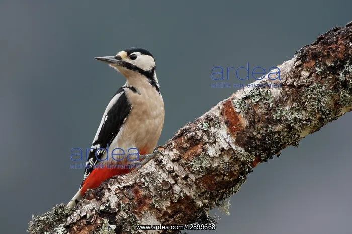 : Great Spotted Woodpecker - on silver birch tree trunk : Great Spotted Woodpecker - on silver birch tree trunk