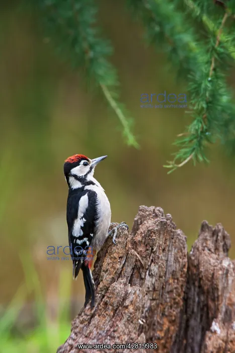 : Great Spotted Woodpecker - on stump : Great Spotted Woodpecker - on stump