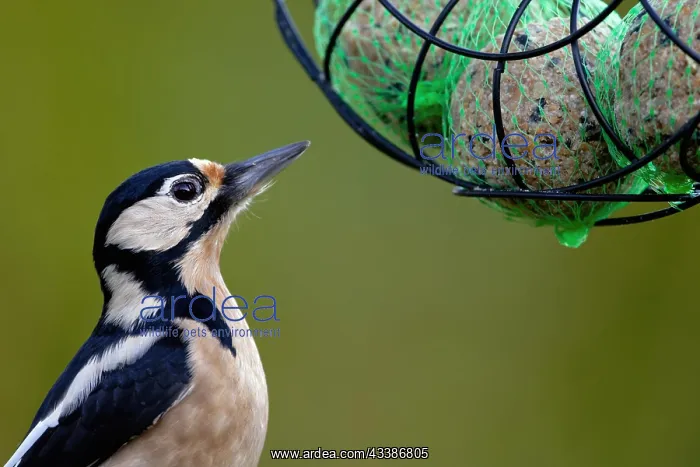 : Great spotted woodpecker with tit dumpling : Great spotted woodpecker with tit dumpling