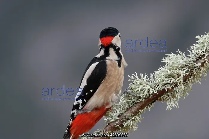 : Great Spotted Woodpecker - on tree trunk showing : Great Spotted Woodpecker - on tree trunk showing