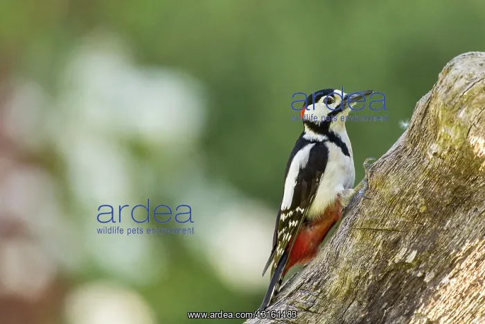 : Great Spotted Woodpecker on tree trunk in spring : Great Spotted Woodpecker on tree trunk in spring