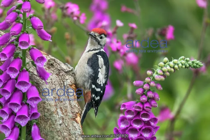 : Great Spotted Woodpecker - Young - Amongst Foxgloves : Great Spotted Woodpecker - Young - Amongst Foxgloves