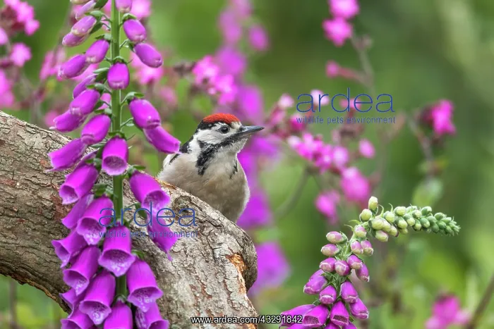 : Great Spotted Woodpecker - Young - Amongst Foxgloves : Great Spotted Woodpecker - Young - Amongst Foxgloves