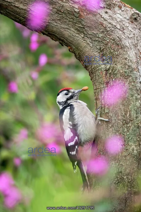 : Great Spotted Woodpecker - Young - UK : Great Spotted Woodpecker - Young - UK