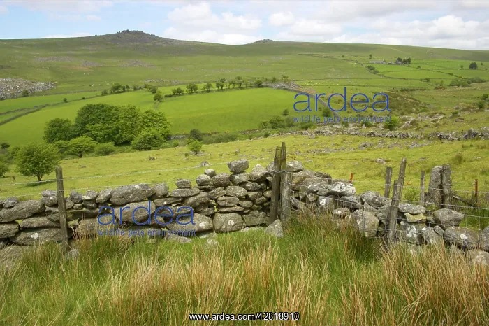 : Great Staple Tor and Roos Tor : Great Staple Tor and Roos Tor