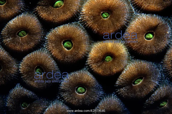 : Great Star Coral : Great Star Coral