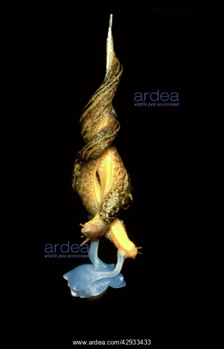 : Great striped garden slug - mating in midair on : Great striped garden slug - mating in midair on