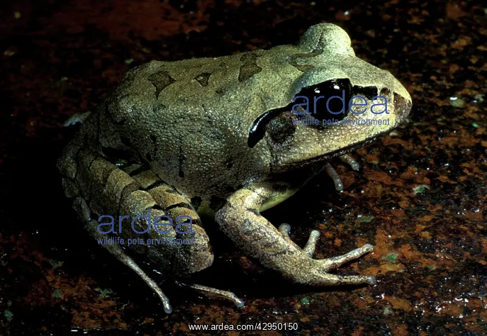 : Great / Striped great barred frog. Female uses : Great / Striped great barred frog. Female uses