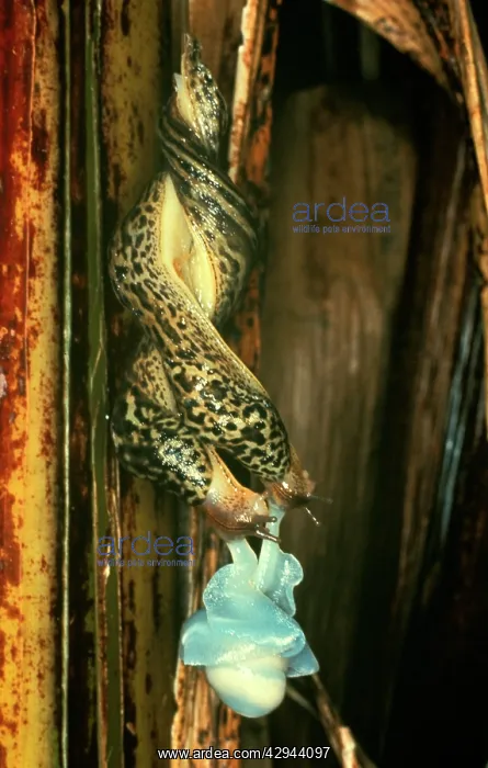 : Great Striped Slug - mating in midair on a mucous rope : Great Striped Slug - mating in midair on a mucous rope