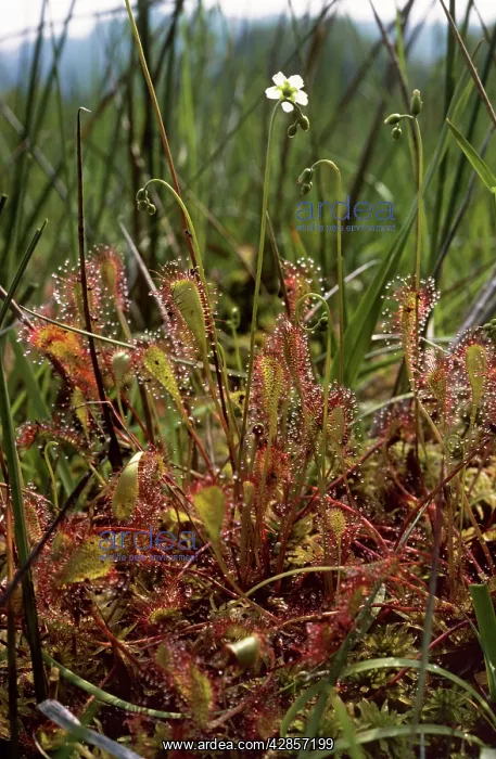 : Great Sundew : Great Sundew