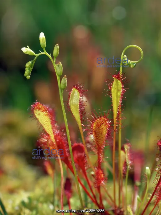 : Great Sundew - in bog : Great Sundew - in bog