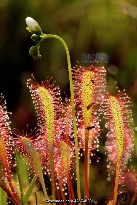 : Great sundew, in flower : Great sundew, in flower