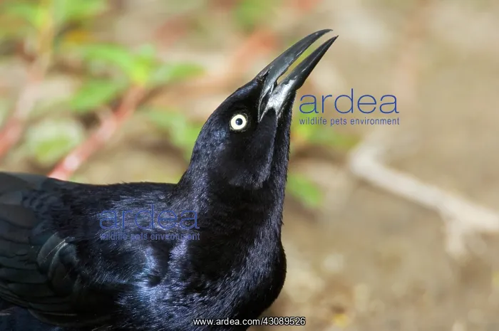 : Great-tailed Grackle : Great-tailed Grackle
