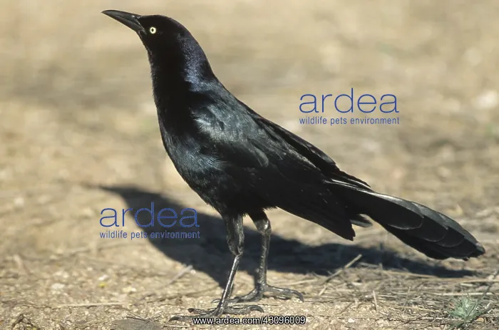 : Great-tailed Grackle : Great-tailed Grackle