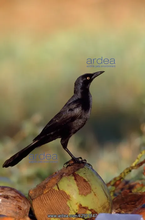 : Great tailed grackle - & coconut : Great tailed grackle - & coconut