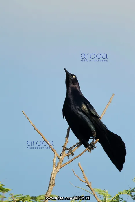 : Great-tailed Grackle - male : Great-tailed Grackle - male