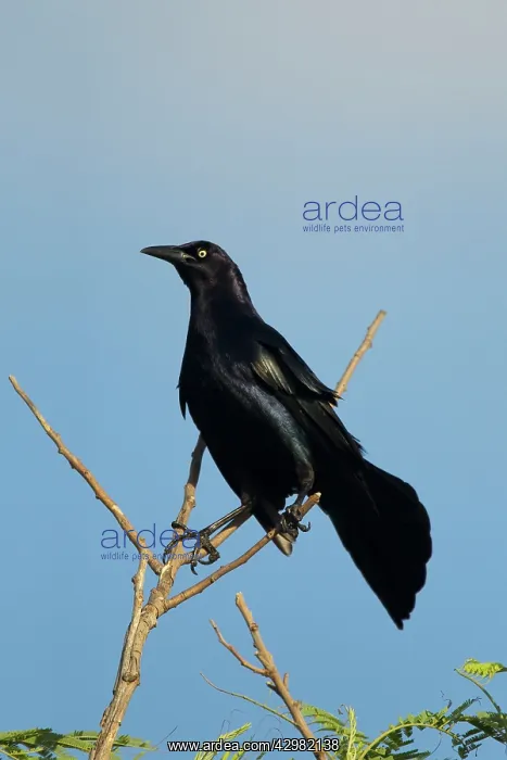 : Great-tailed Grackle - male : Great-tailed Grackle - male