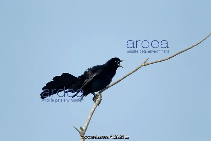 : Great-tailed Grackle - male displaying : Great-tailed Grackle - male displaying