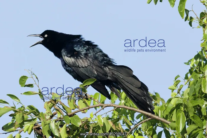 : Great-tailed Grackle - male displaying : Great-tailed Grackle - male displaying