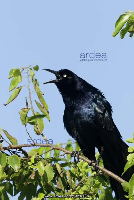 : Great-tailed Grackle - male displaying : Great-tailed Grackle - male displaying