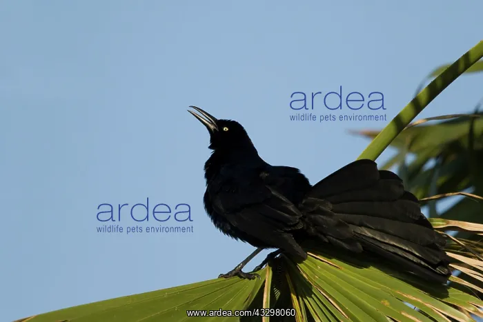 : Great-tailed Grackle - male displaying : Great-tailed Grackle - male displaying
