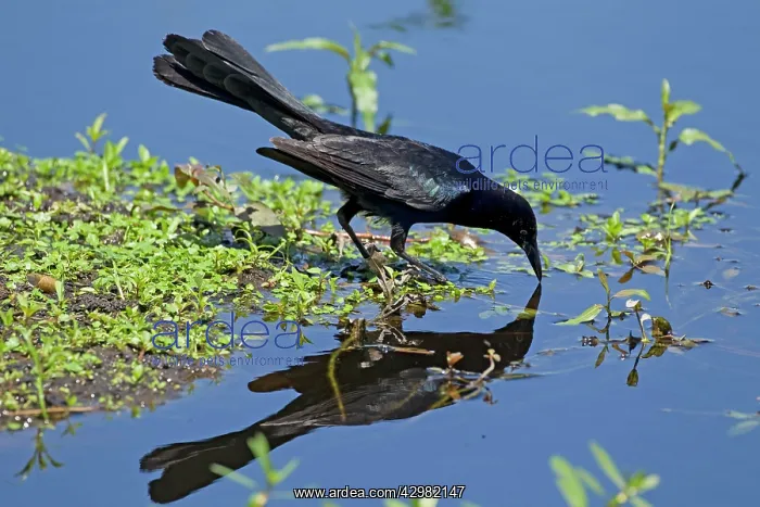 : Great-tailed Grackle - male drinking : Great-tailed Grackle - male drinking