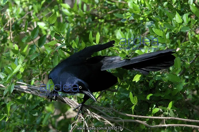 : Great-tailed Grackle perched on branch : Great-tailed Grackle perched on branch