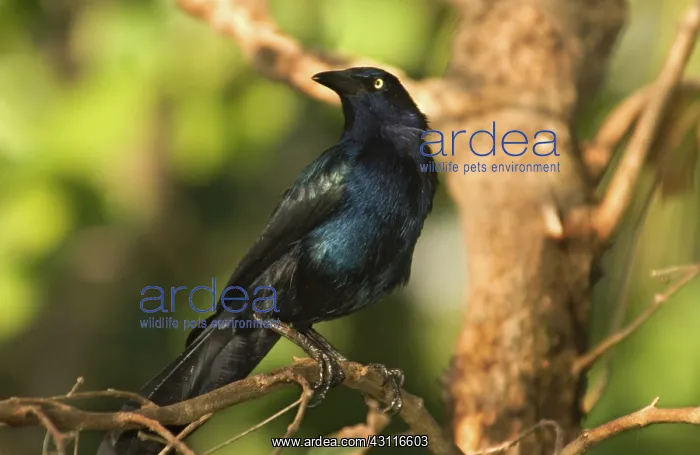 : Great-tailed Grackle (Quiscalus mexicanus) : Great-tailed Grackle (Quiscalus mexicanus)