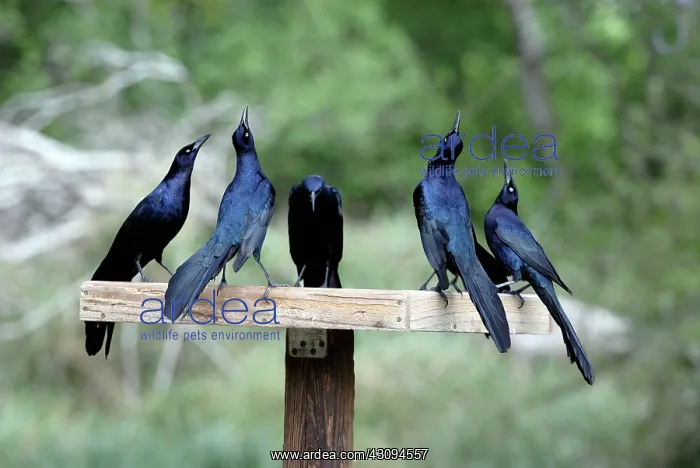 : Great-tailed Grackles displaying : Great-tailed Grackles displaying