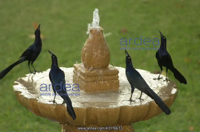 : Great-tailed Grackles at a fountain, Mexico : Great-tailed Grackles at a fountain, Mexico